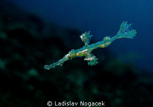 Solenostomus cyanopterus, still child :) by Ladislav Nogacek 